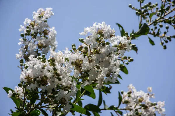 Cerca Blanco Tabebuia Rosea Blossom Con Hoja Verde —  Fotos de Stock
