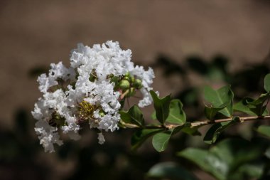 Beyaz Tabebuia 'yı kapat. Yeşil yapraklı gül çiçeği.