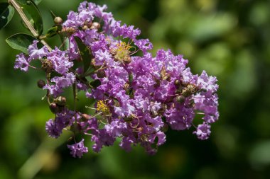 Pembe Tabebuia 'yı kapatın. Yeşil yapraklı gül çiçeği.