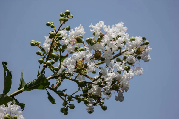Cerca Blanco Tabebuia Rosea Blossom Con Hoja Verde —  Fotos de Stock