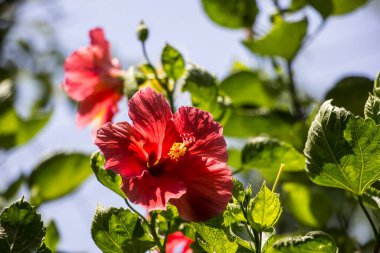 Kırmızı Hibiscus rosa-sinensis polenini kapat veya yeşil yapraklı Cooperi