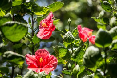 Kırmızı Hibiscus rosa-sinensis polenini kapat veya yeşil yapraklı Cooperi