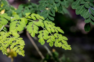 At turp ağacının yaprağını kapat