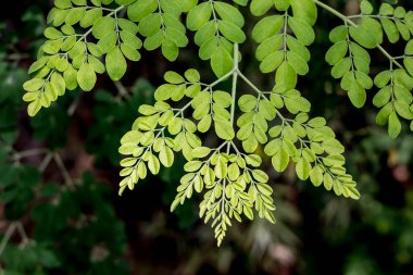 At turp ağacının yaprağını kapat
