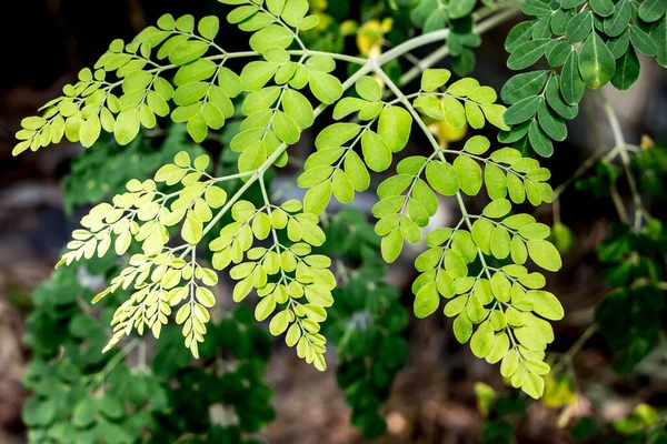 At turp ağacının yaprağını kapat