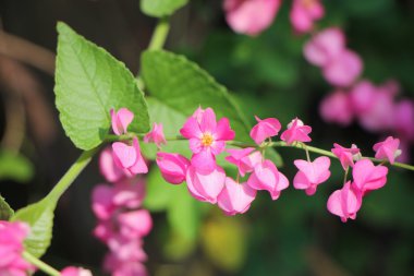 Meksikalı sarmaşık
