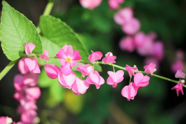 Meksikalı sarmaşık