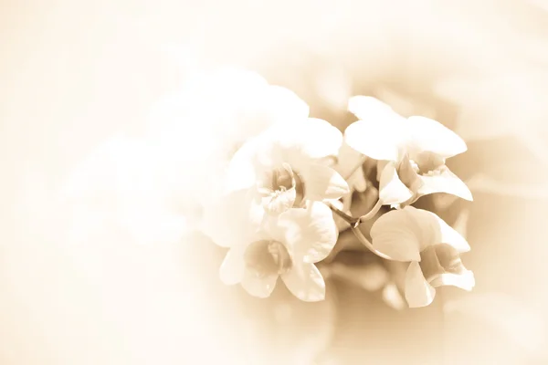 Blanco de flor de orquídea — Foto de Stock