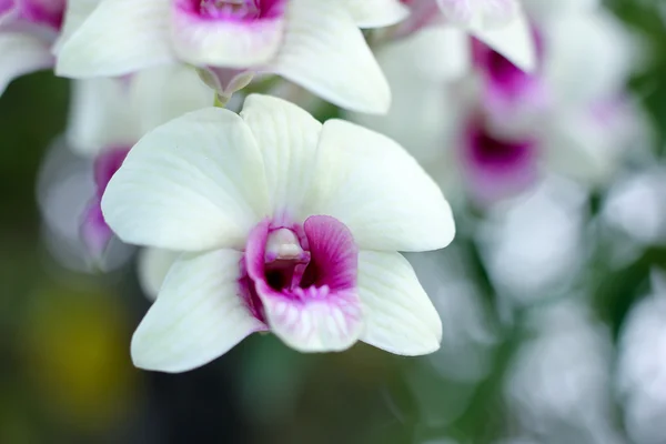 Gelbe Orchideenblüte — Stockfoto