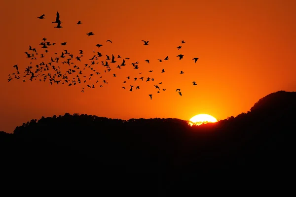Coucher de soleil sur la montagne avec des oiseaux — Photo