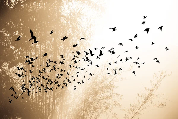 Atardecer en la montaña y árbol de bambú con aves — Foto de Stock