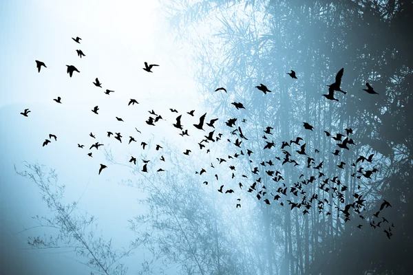 Atardecer en la montaña y árbol de bambú con aves — Foto de Stock