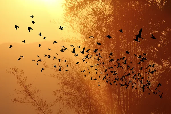 Atardecer en la montaña y árbol de bambú con aves — Foto de Stock