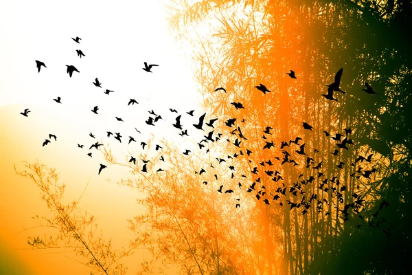 Coucher de soleil sur la montagne et le bambou avec des oiseaux — Photo