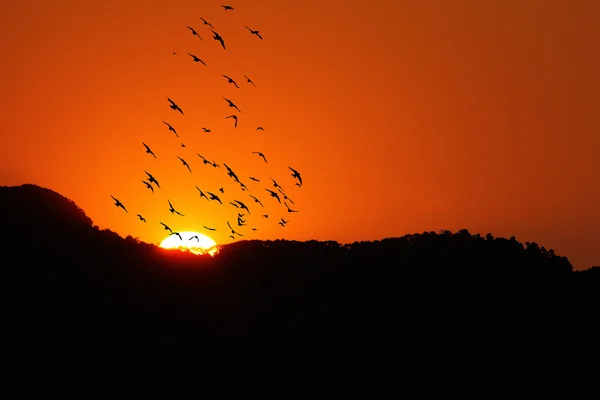 Coucher de soleil sur la montagne avec des oiseaux — Photo