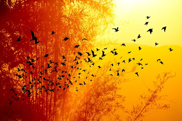 Atardecer en la montaña y árbol de bambú con aves — Foto de Stock