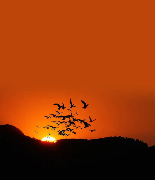 Coucher de soleil sur la montagne avec des oiseaux — Photo