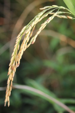 Pirinç yakın çekim