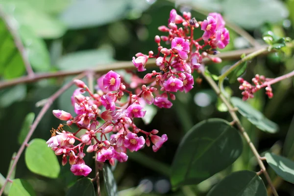 Gros plan de Star fruit flower — Photo