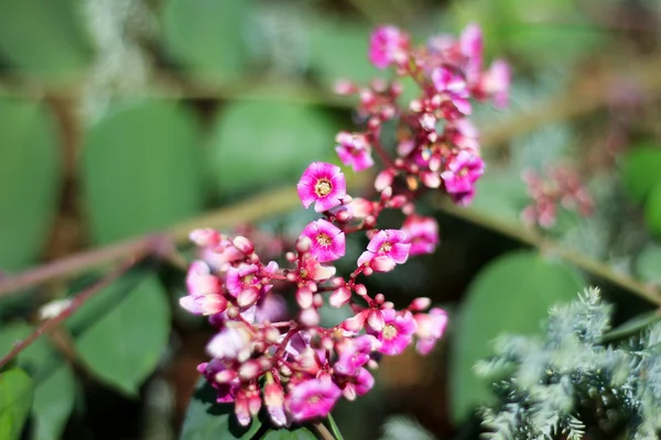 Detailní záběr hvězda ovoce květiny — Stock fotografie
