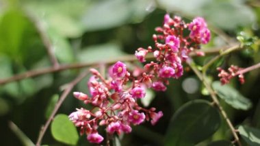 Star meyve çiçek yakın çekim