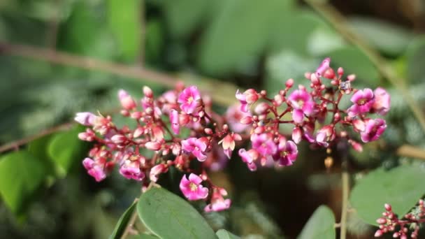 Gros plan de Star fruit flower — Video