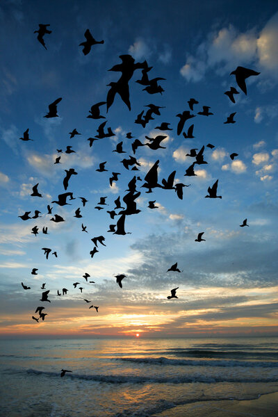 Bird over sea on Morning time