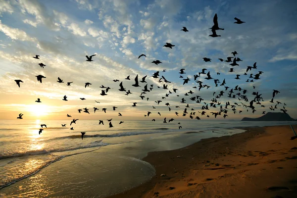Pájaro sobre el mar por la mañana — Foto de Stock