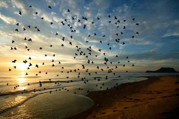 Pták nad mořem na ranní čas — Stock fotografie