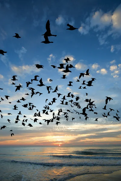 Pájaro sobre el mar por la mañana — Foto de Stock