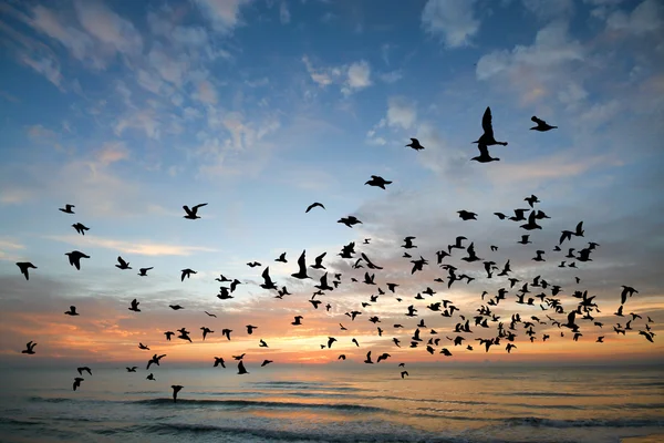 Pássaro sobre o mar na hora da manhã — Fotografia de Stock