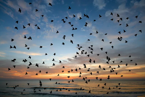 Pájaro sobre el mar por la mañana — Foto de Stock