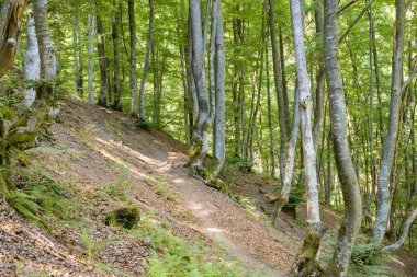 Orman bir dağ yamacında