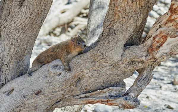 Animal living in Ein Gedi Nature Reserve — Stock Photo, Image