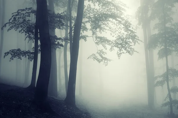 Forêt mystérieuse surréaliste avec brouillard et lumière — Photo