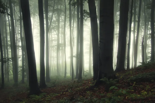 Belle forêt enchantée avec brouillard — Photo