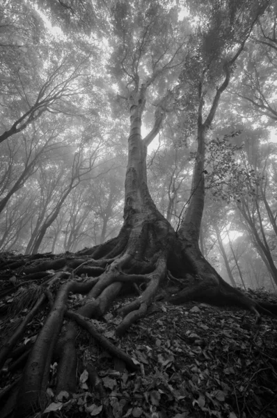 Árvore em floresta encantada com nevoeiro — Fotografia de Stock