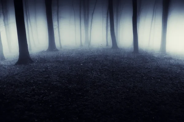 Bosque por la noche con espeluznante niebla de miedo en Halloween — Foto de Stock