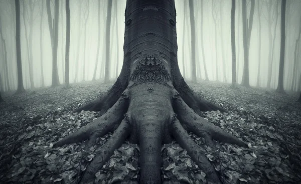 Scary tree with big roots on Halloween in forest with fog — Stock Photo, Image