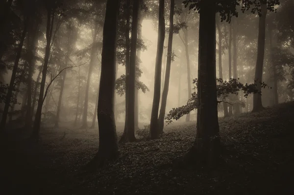 Floresta assustadora assustadora escura na noite de Halloween — Fotografia de Stock