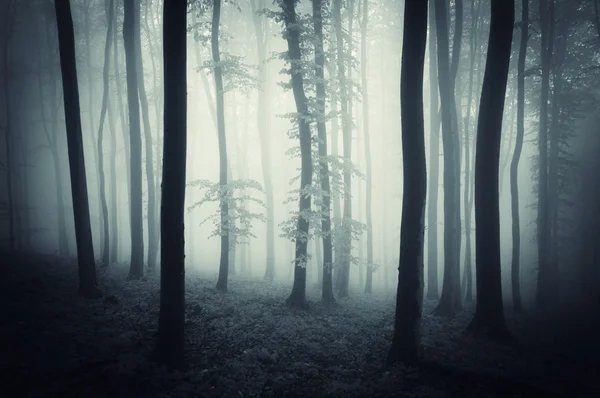 Bosque oscuro de miedo con niebla en Halloween —  Fotos de Stock