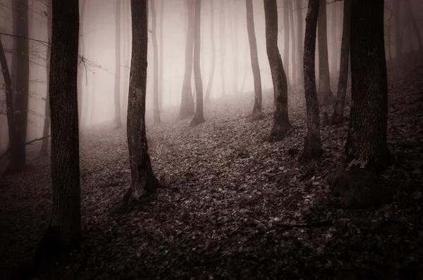 Foresta oscura spaventosa con nebbia nella notte di Halloween — Foto Stock