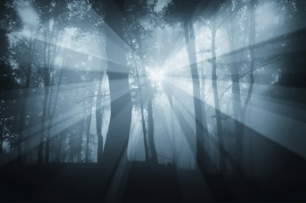 霧と神秘的な暗い森で輝く太陽 — ストック写真
