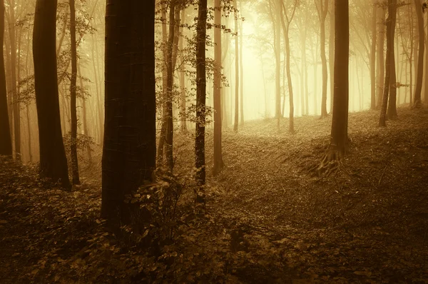 Misteriosa foresta con nebbia al tramonto — Foto Stock