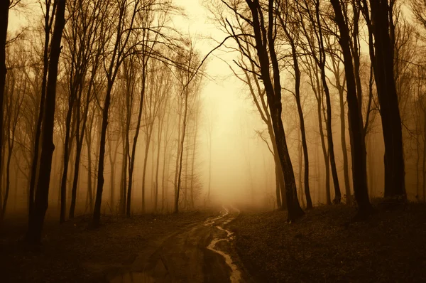 Strada nel bosco con nebbia — Foto Stock