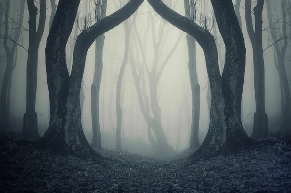 Halloween nella misteriosa foresta con nebbia e alberi spettrali Fotografia Stock