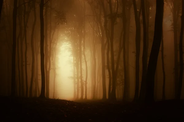 Effrayante forêt d'Halloween avec brouillard Photos De Stock Libres De Droits