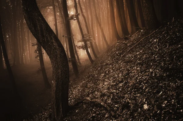 Oscuro bosque de miedo con niebla — Foto de Stock