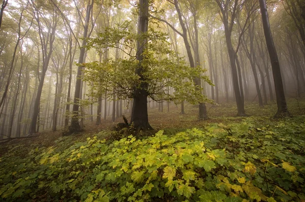 Zelený les s mlhou — Stock fotografie