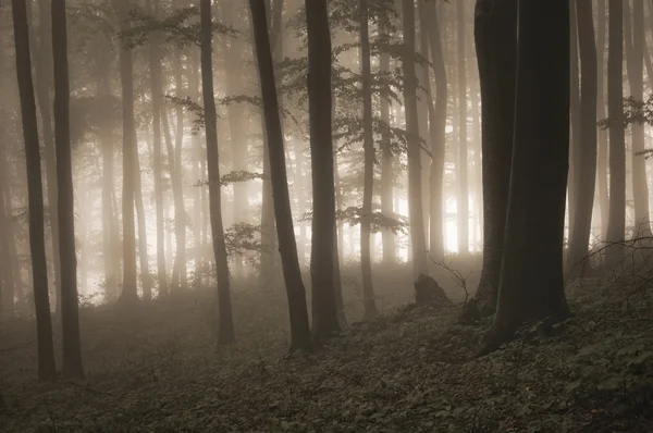 안개와 함께 마법의 숲 — 스톡 사진